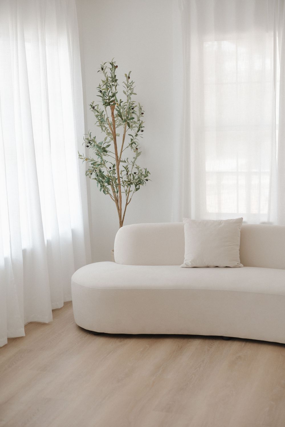 Minimalist living room with curved white sofa, decorative olive tree, sheer curtains, and light wood flooring.