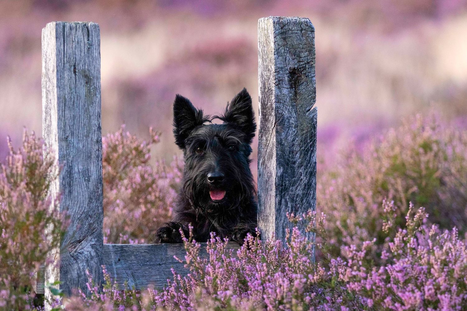 Black Scottish Terrier dog peeks through wooden fence posts surrounded by blooming purple heather flowers.