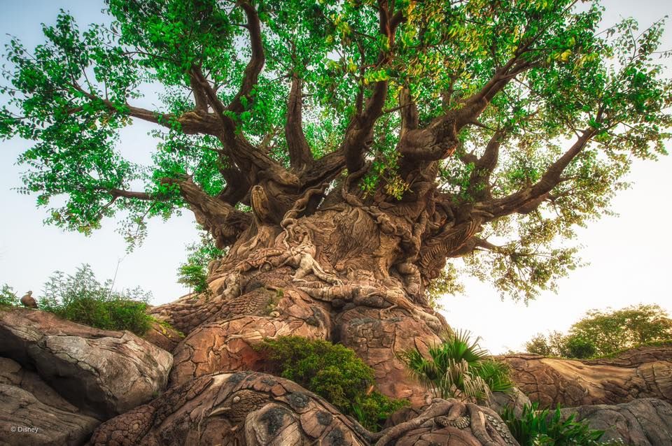 Ancient baobab trees with thick trunks and leafy canopies stand majestically against a golden sunset sky.