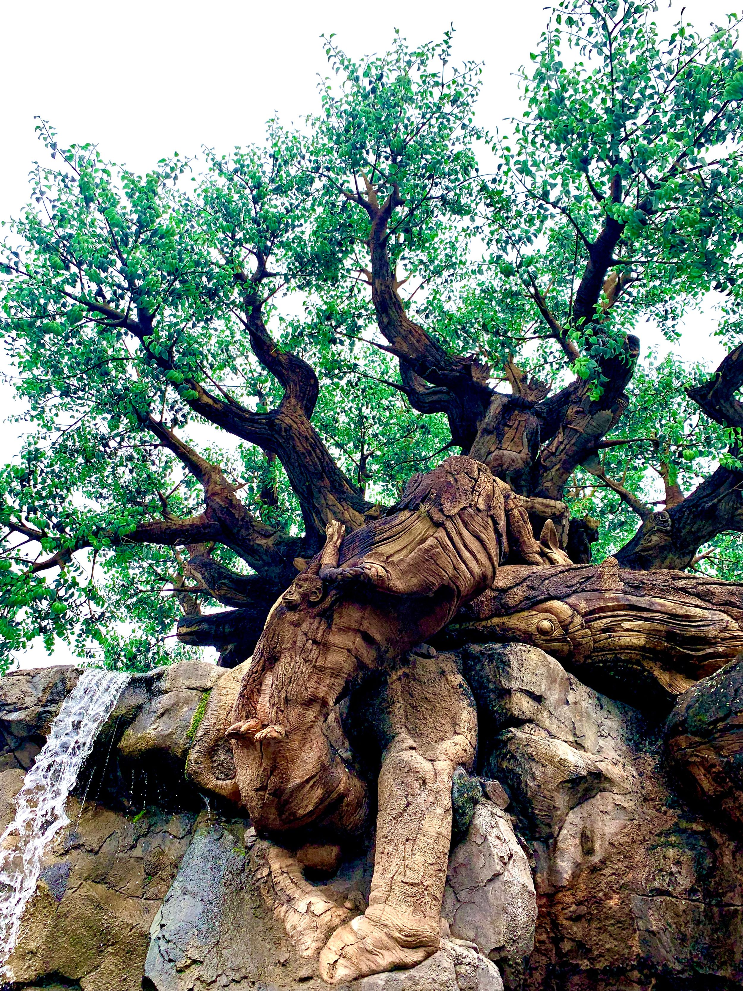 Ancient olive trees growing on weathered limestone rock formations create a dramatic natural landscape under green foliage.