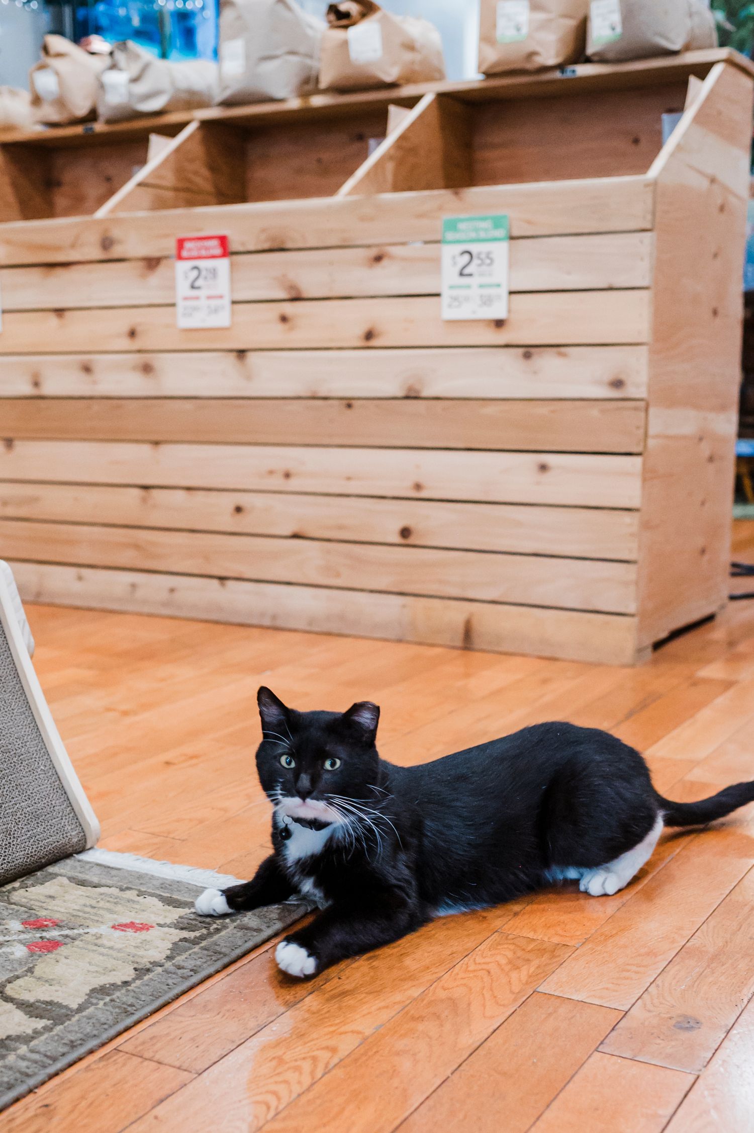 A black and white tuxedo cat lounges on hardwood flooring next to wooden display bins in a retail setting.