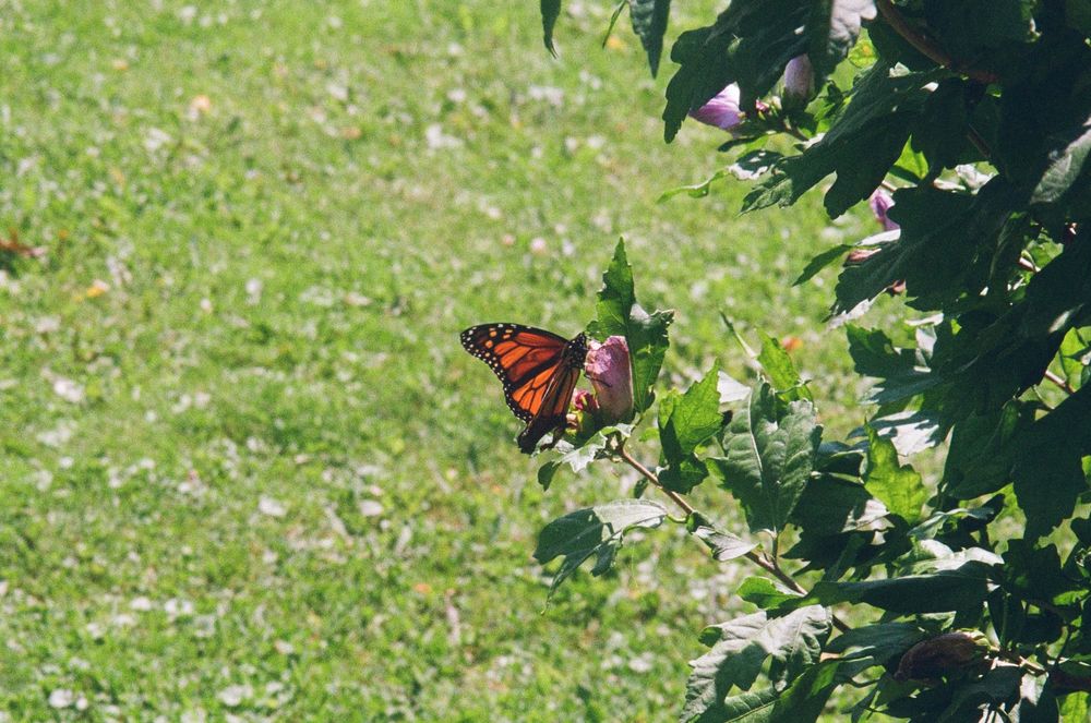 A monarch butterfly perches on green foliage in a sunny garden with grass in the background.