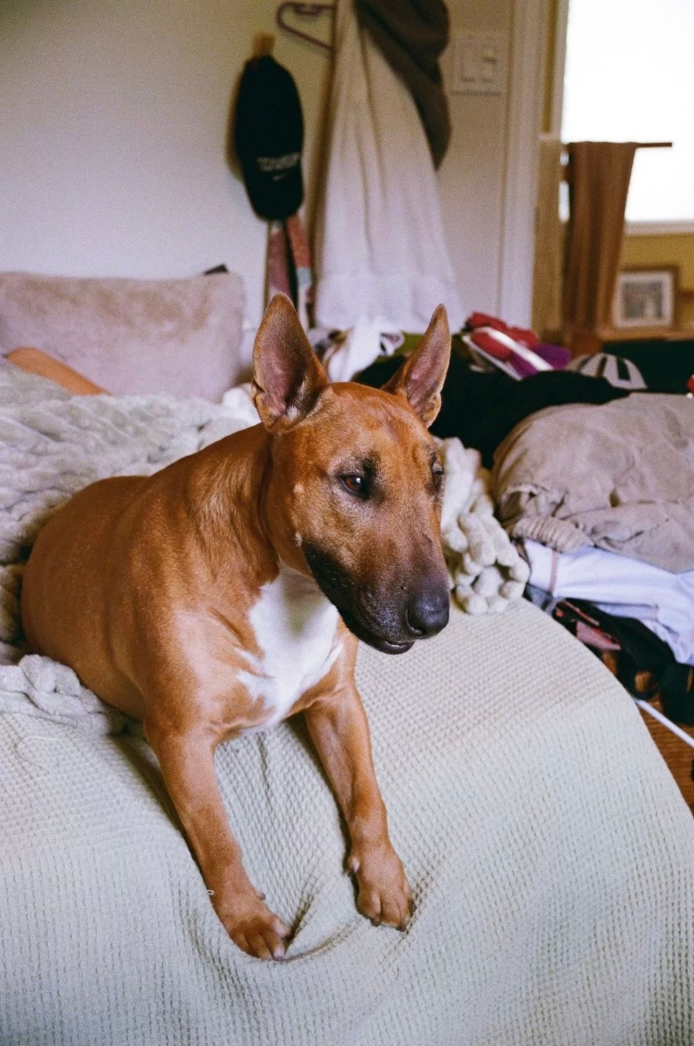 A brown Rhodesian Ridgeback dog relaxes on a white bedspread in a casual bedroom setting.