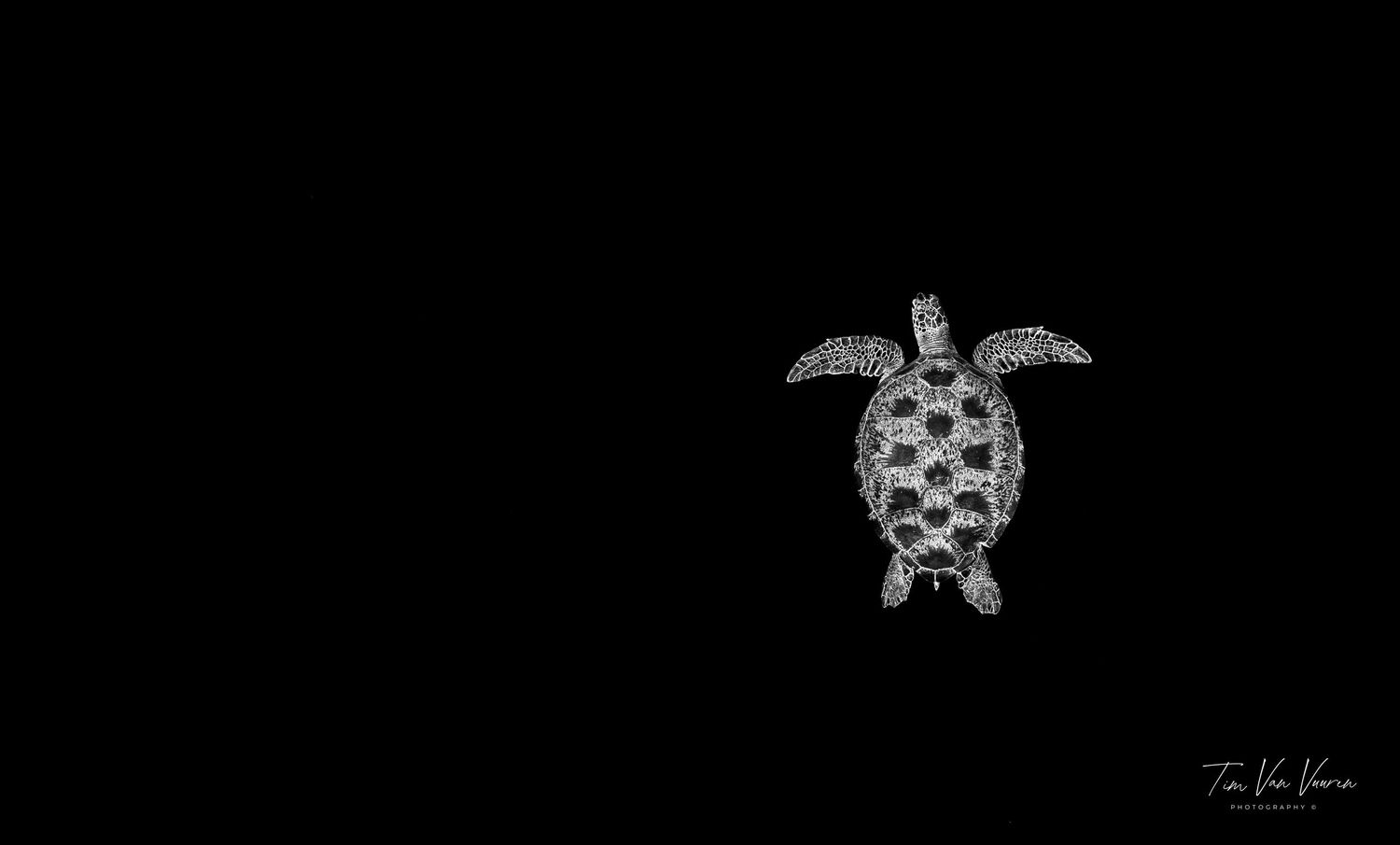 Green turtle swimming