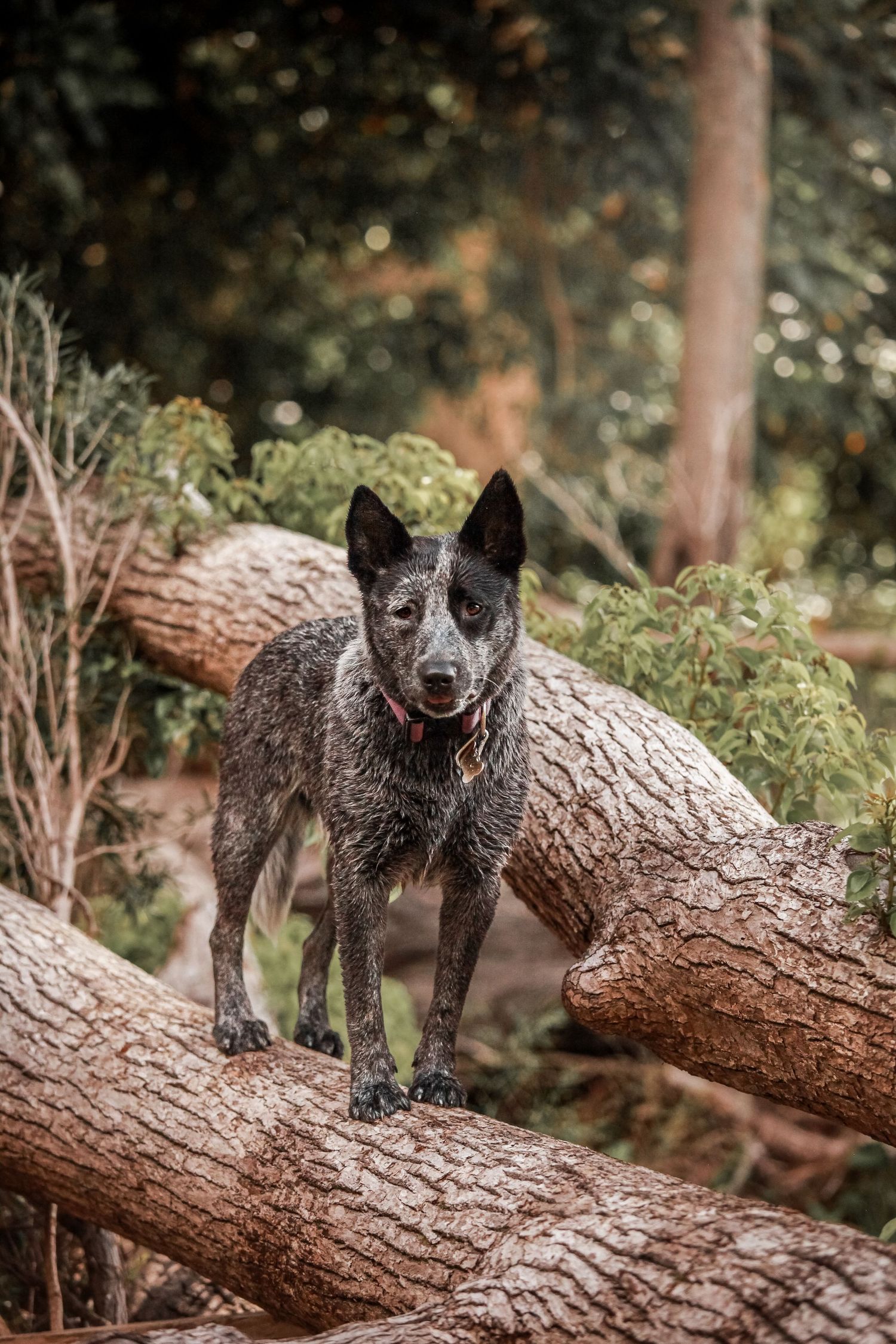 An Australian Cattle Dog standing alertly on fallen logs in a forest setting.