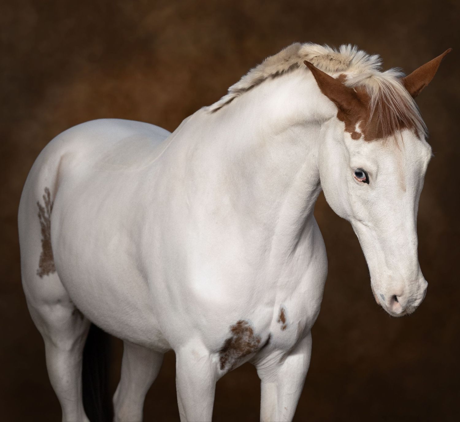 Paint horse studio portrait with painterly background. Copyright Amanda Barr Photography
