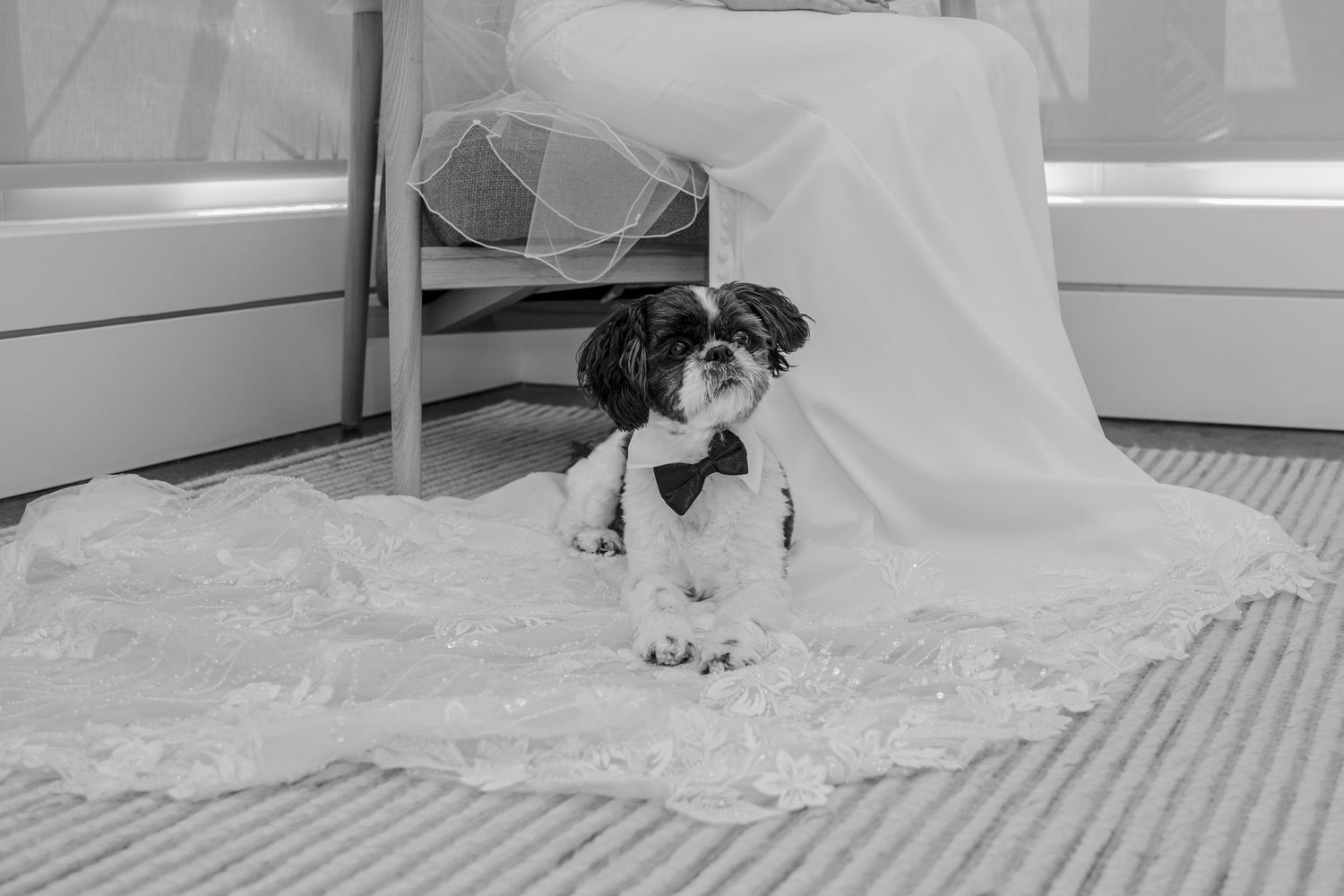 Black and white photo showing a small dog sitting on lace fabric with a veil in a wedding setting.