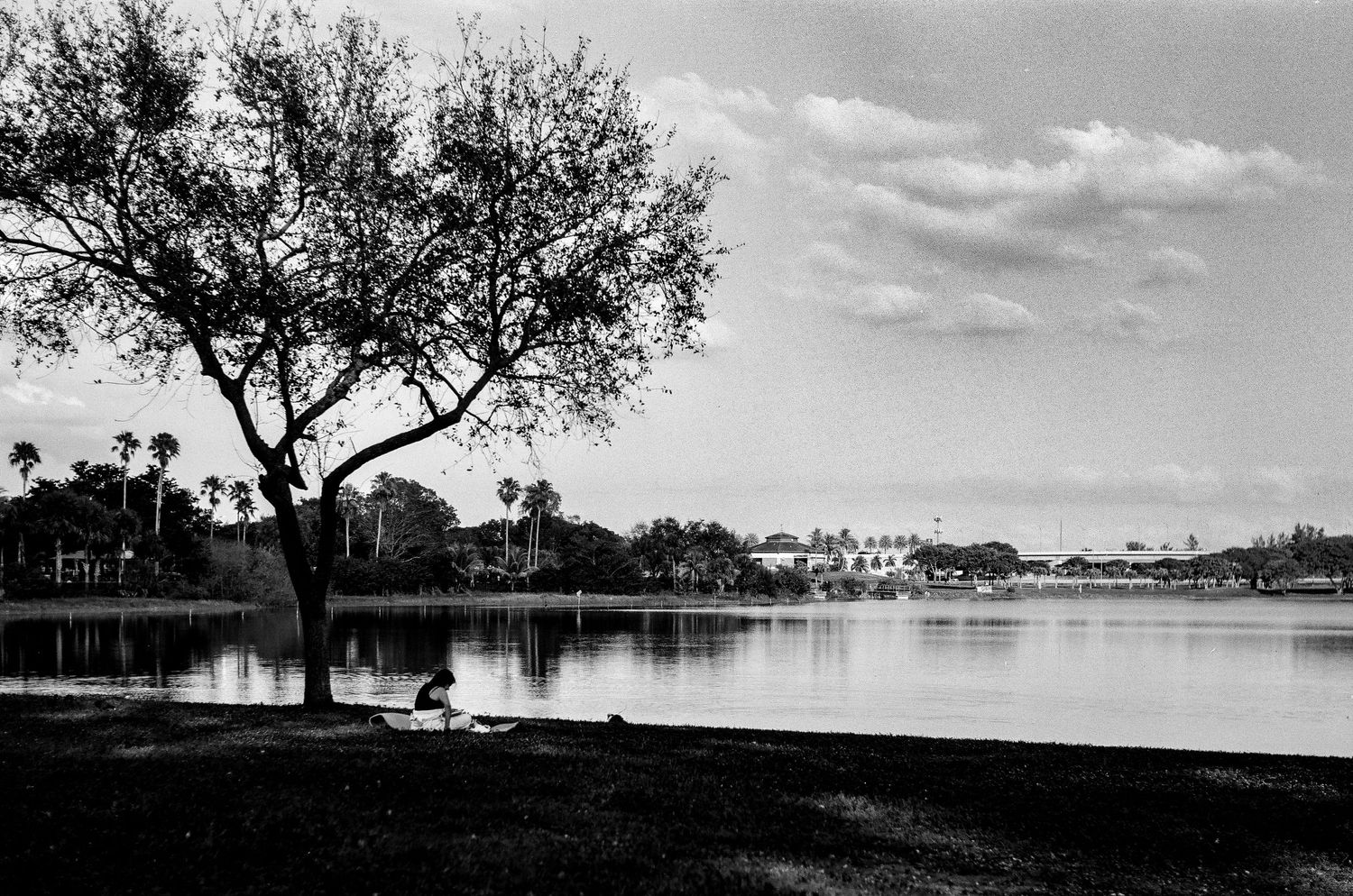 Tranquil lakeside scene with tree silhouette and buildings in the distance.