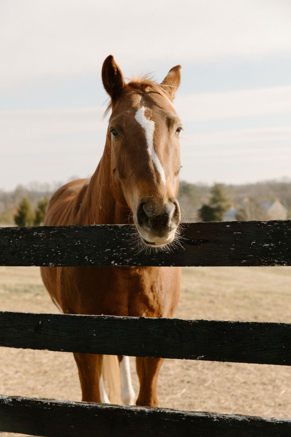 Beautiful chestnut horse peering over black fence in sunlit pasture.