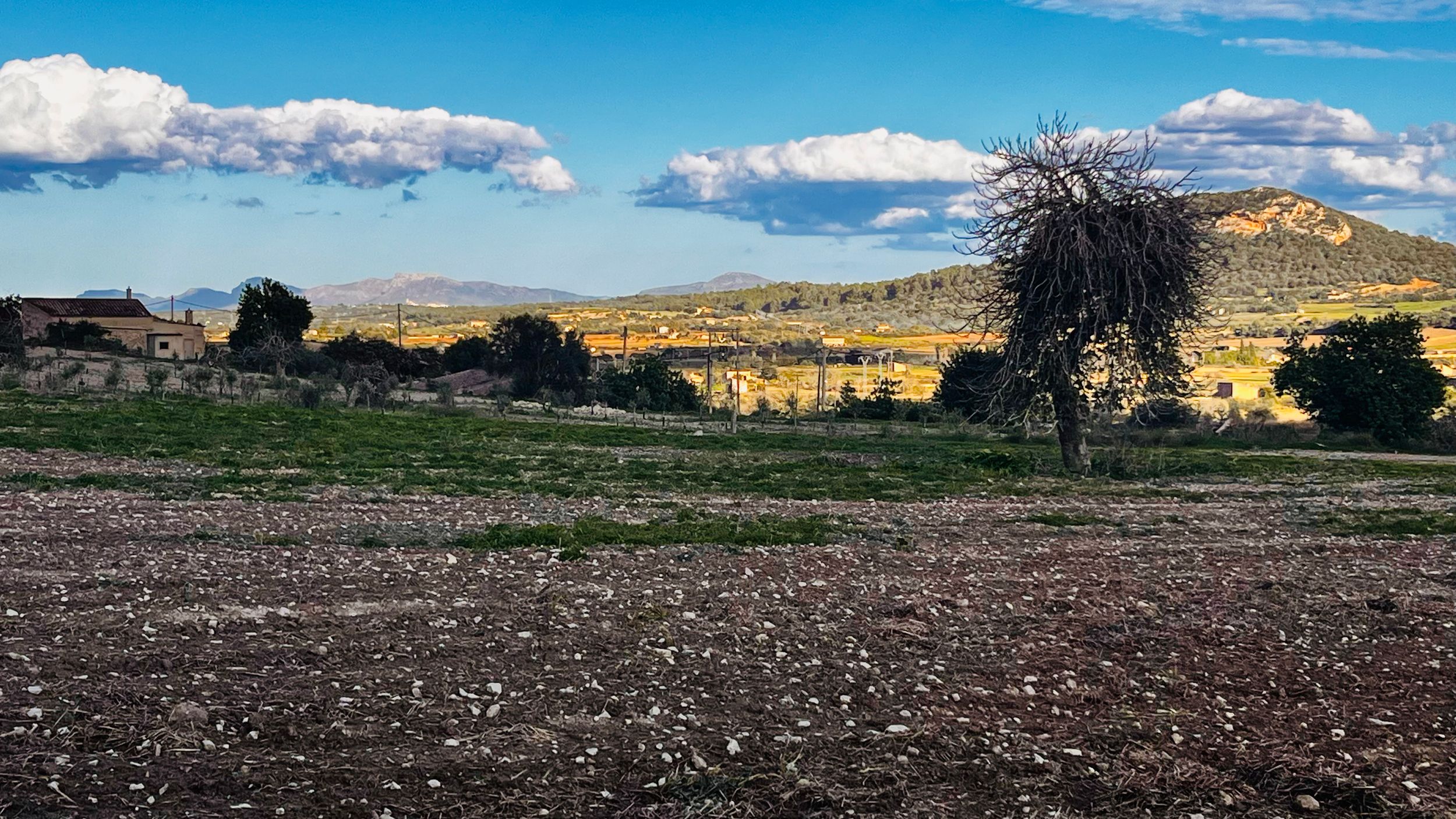Lone tree stands in plowed field with golden hills and white puffy clouds against blue sky in rural landscape.