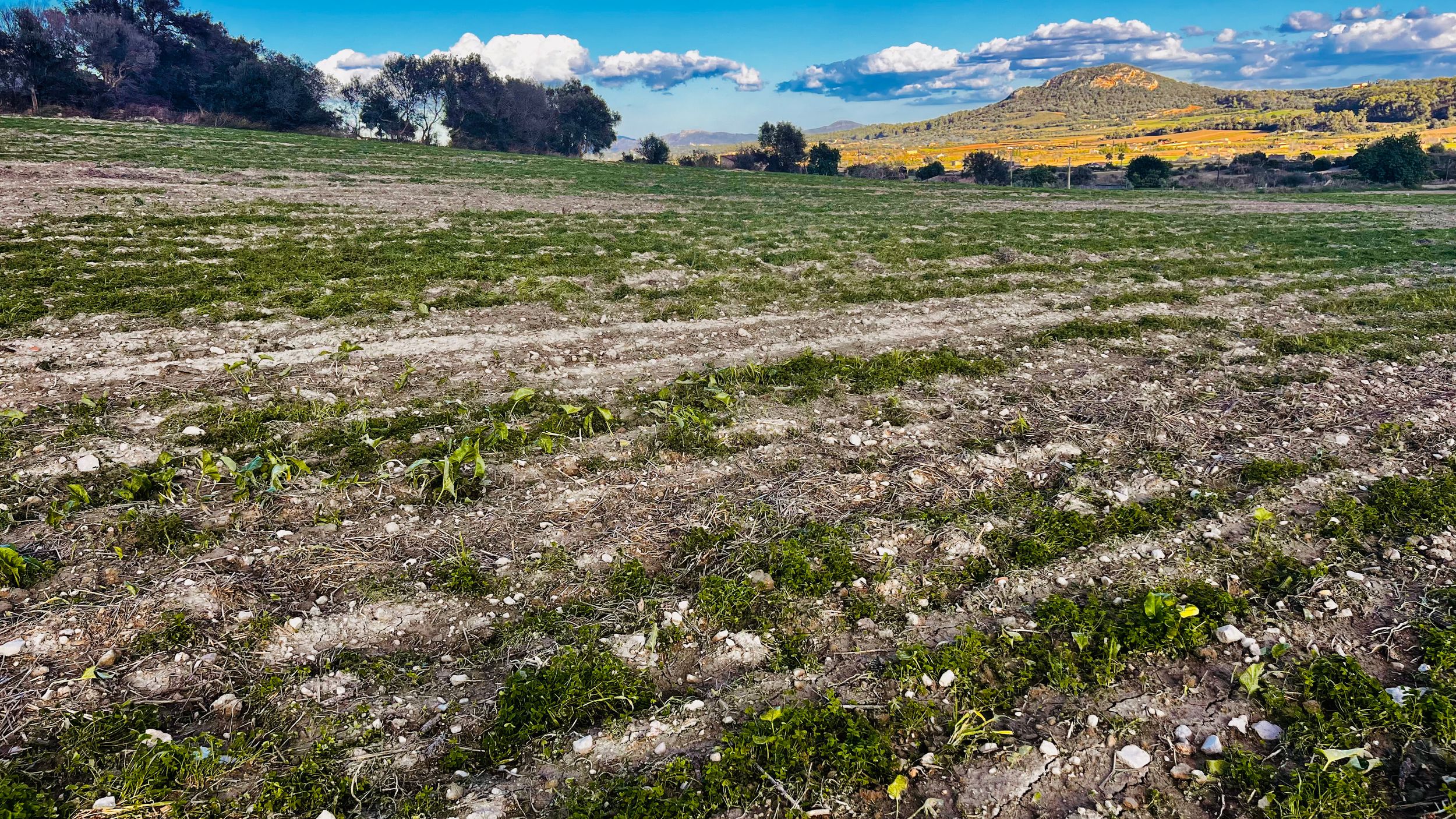 Panoramic mountain landscape with snow-capped peaks, green meadows, and scattered wildflowers under blue skies.