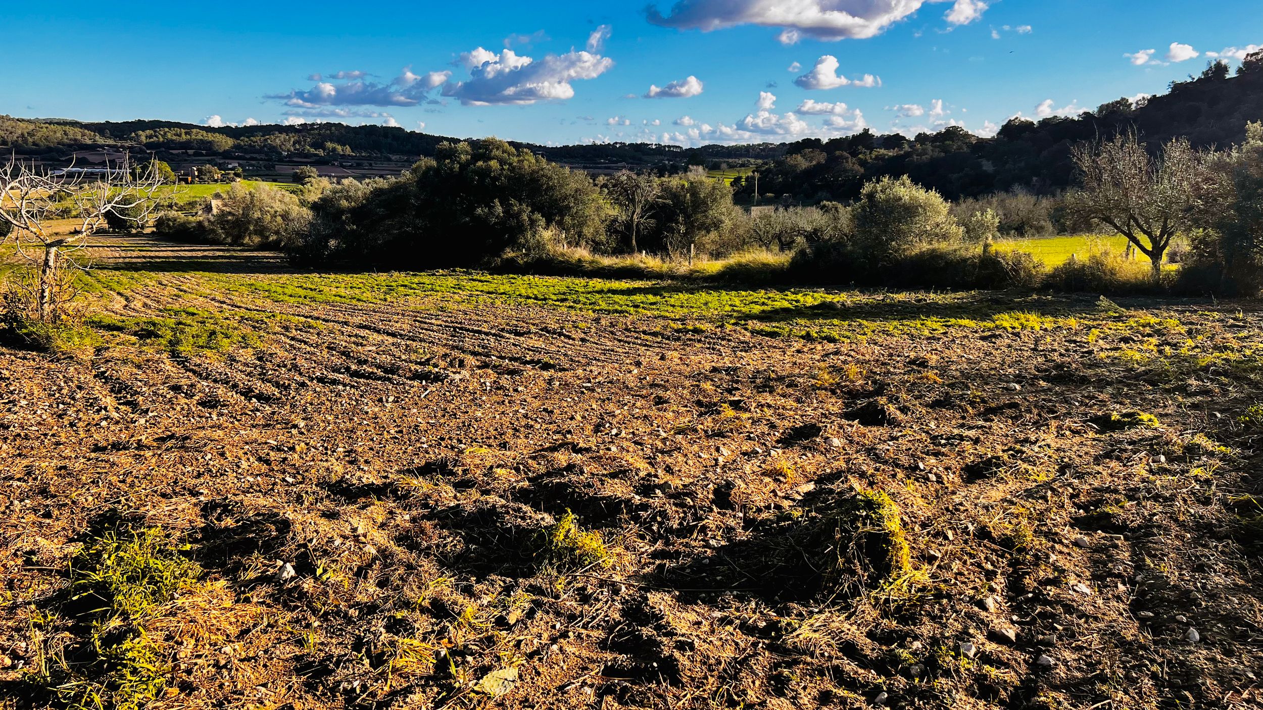 Freshly tilled brown soil field surrounded by green trees and shrubs under scattered clouds and blue sky.