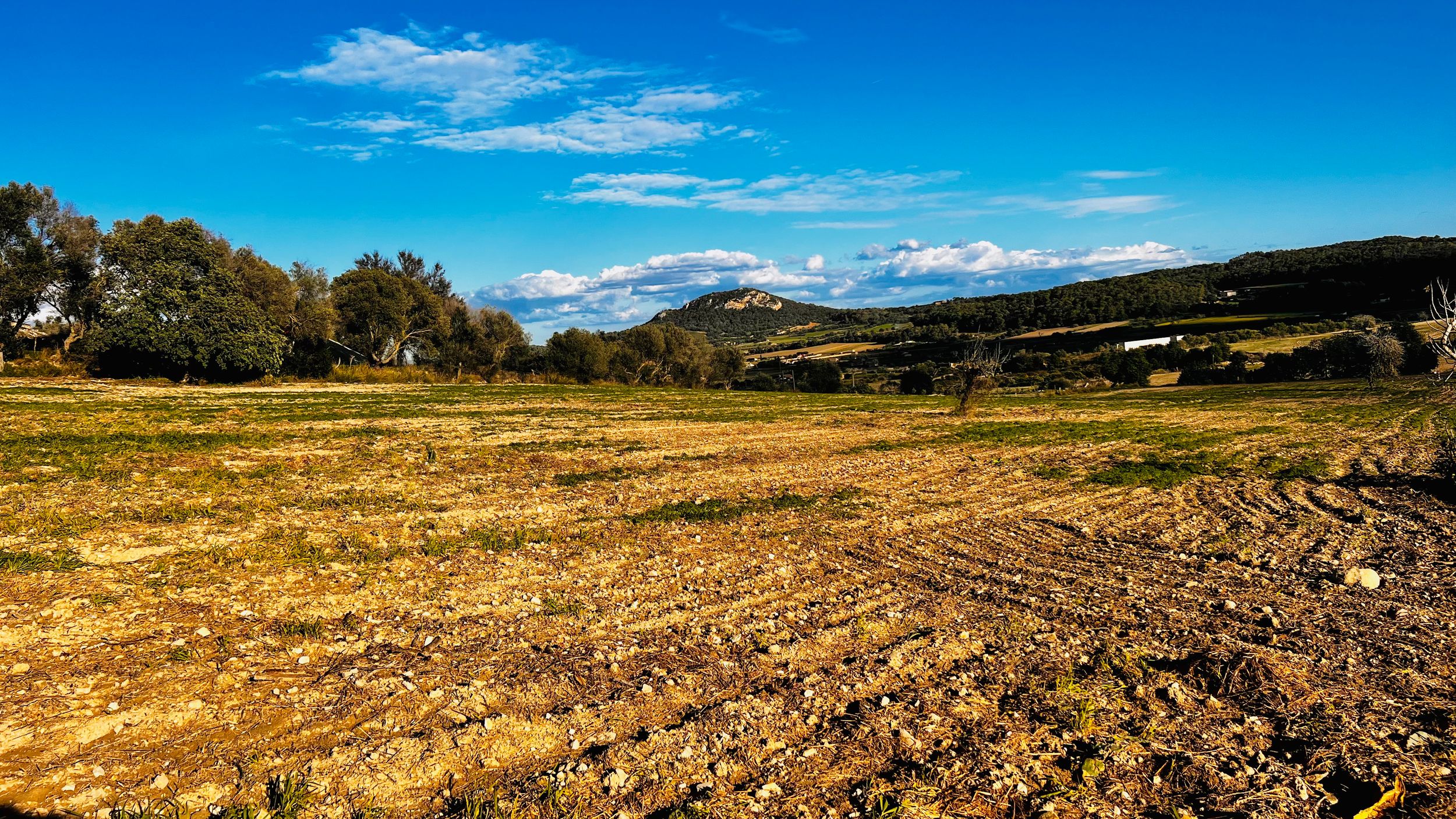 A stunning panoramic landscape of golden wheat fields stretches beneath a vibrant blue sky with scattered clouds.