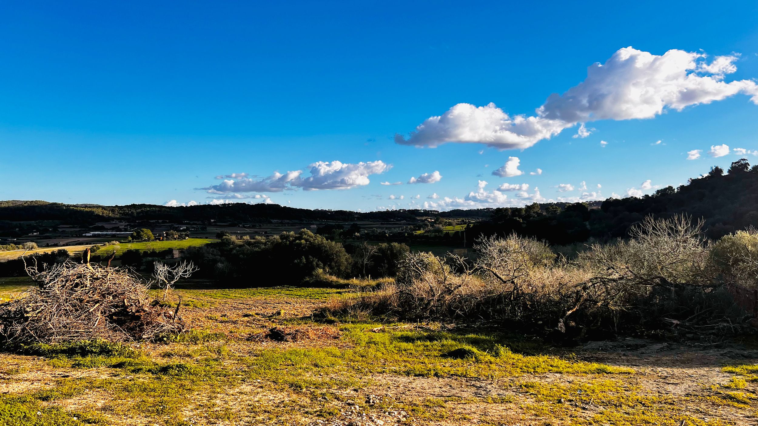 Scenic landscape view of rolling hills with blooming almond trees under a bright blue sky with scattered white clouds.