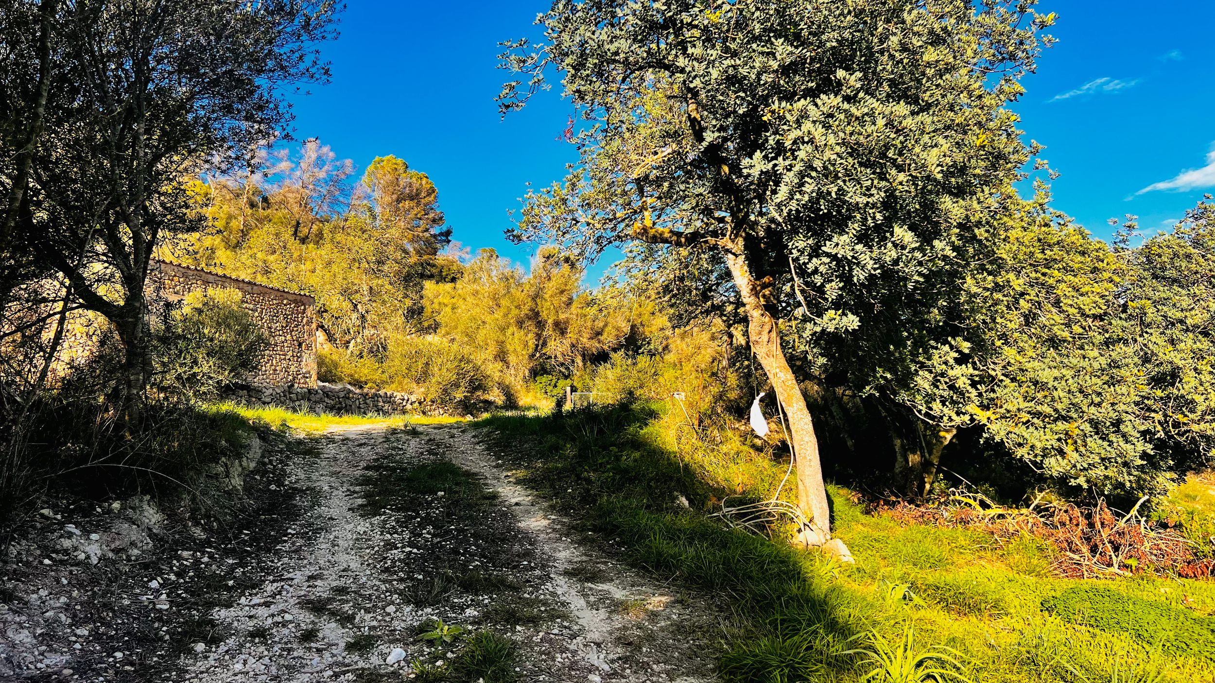 A panoramic view of a winding dirt trail through autumn trees with golden foliage against a bright blue sky.