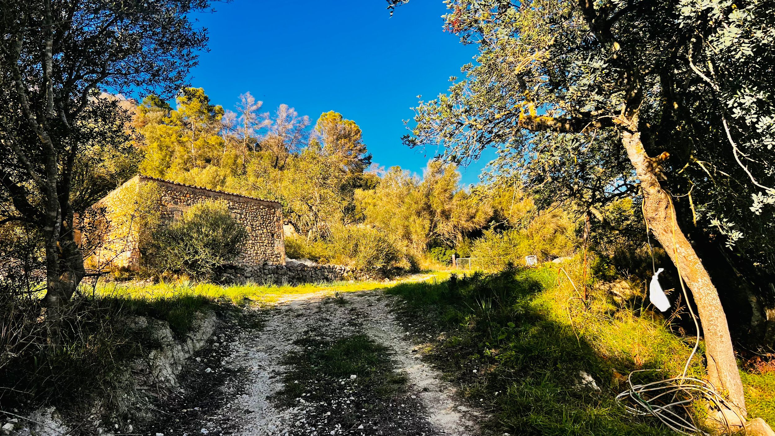 Wide panoramic shot of a dirt path curving through trees with yellow fall leaves and shadows cast across the ground.
