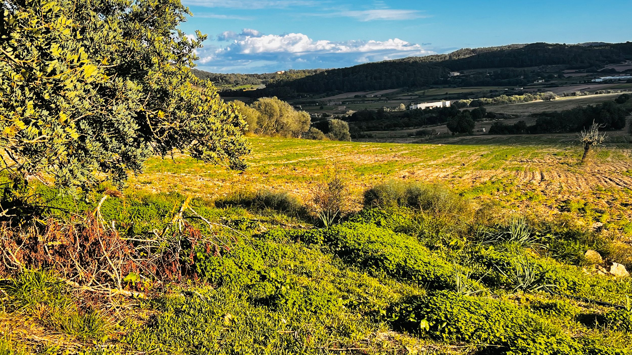 Rolling green hillside with yellow wildflowers under blue sky and white clouds in Mediterranean landscape.