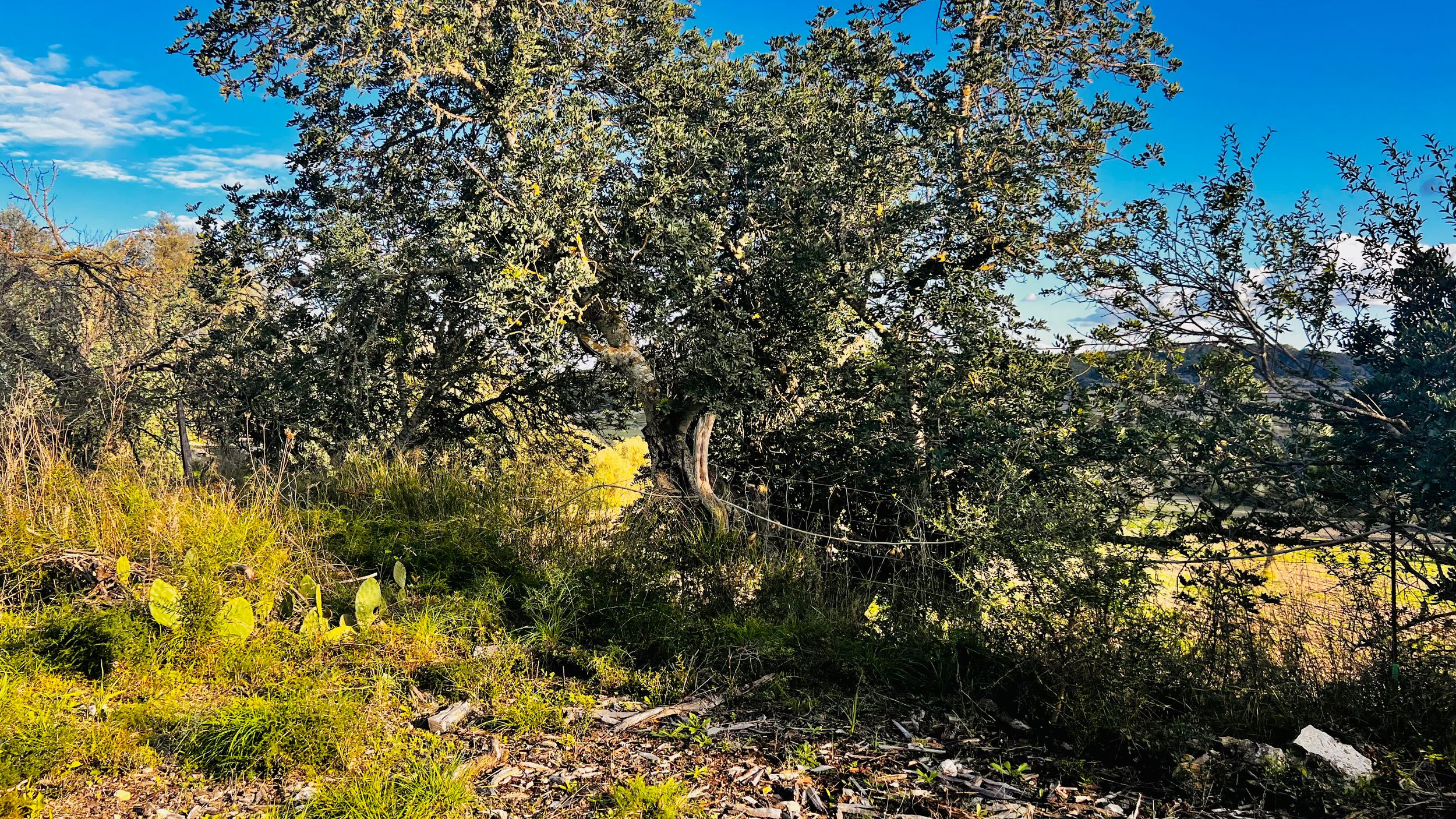 Panoramic view of an apple orchard with ripe fruit on trees under bright blue sky and scattered clouds.