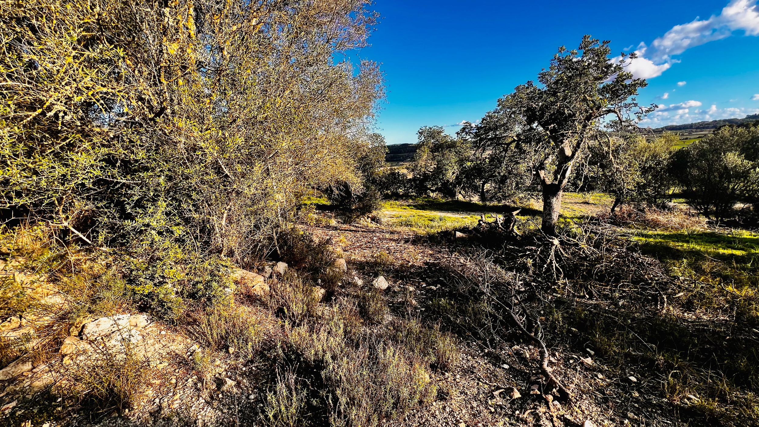 A scenic panoramic view of desert landscape with golden trees and blue skies on a sunny autumn day.