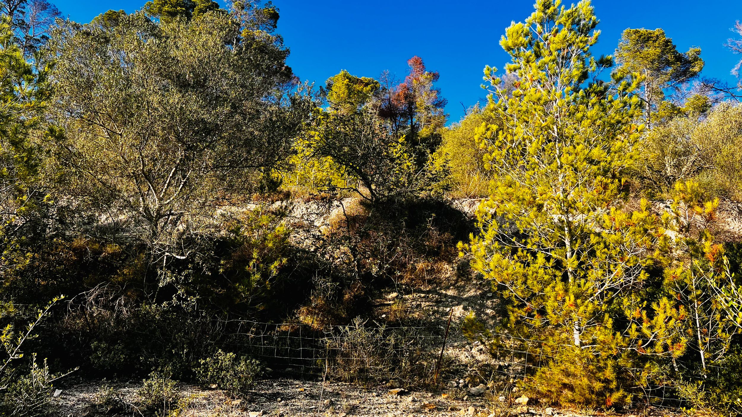 Panoramic mountain landscape with vibrant yellow aspen trees and blue sky on a sunny autumn day.