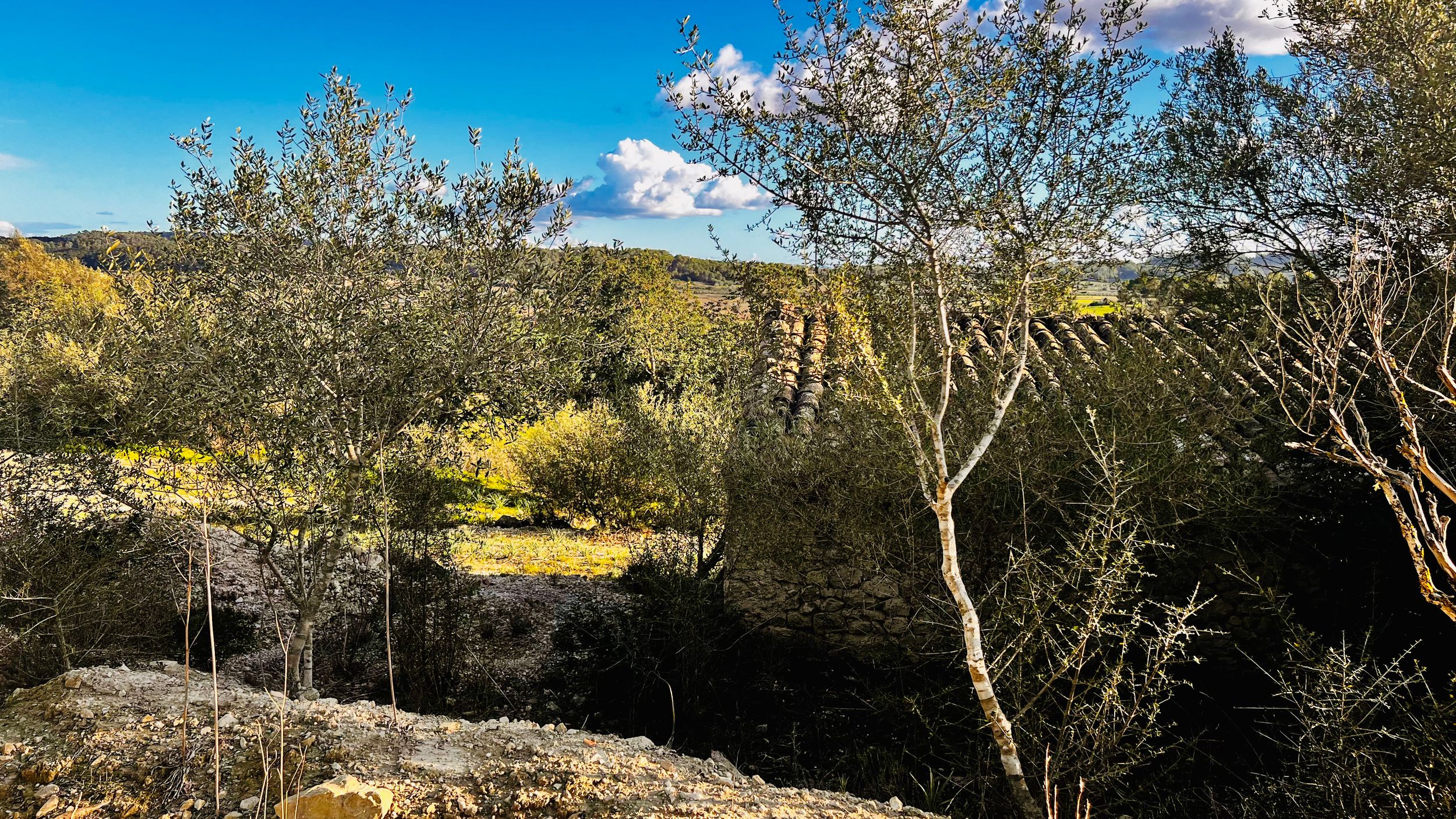 A panoramic landscape view of mountains and trees under a bright blue sky with scattered white clouds.