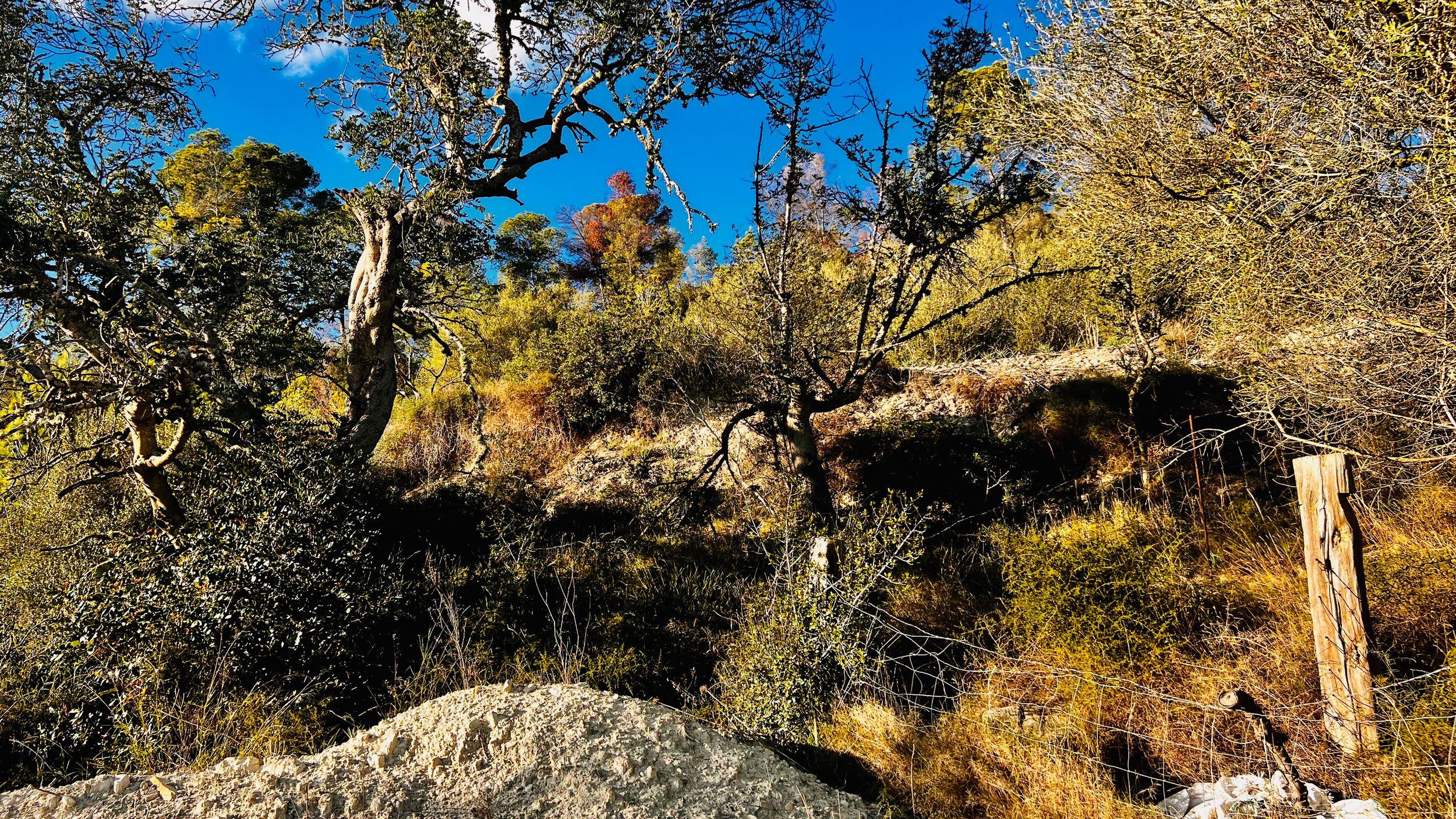 Rocky hillside with dead trees and yellow autumn foliage against bright blue sky in natural landscape.