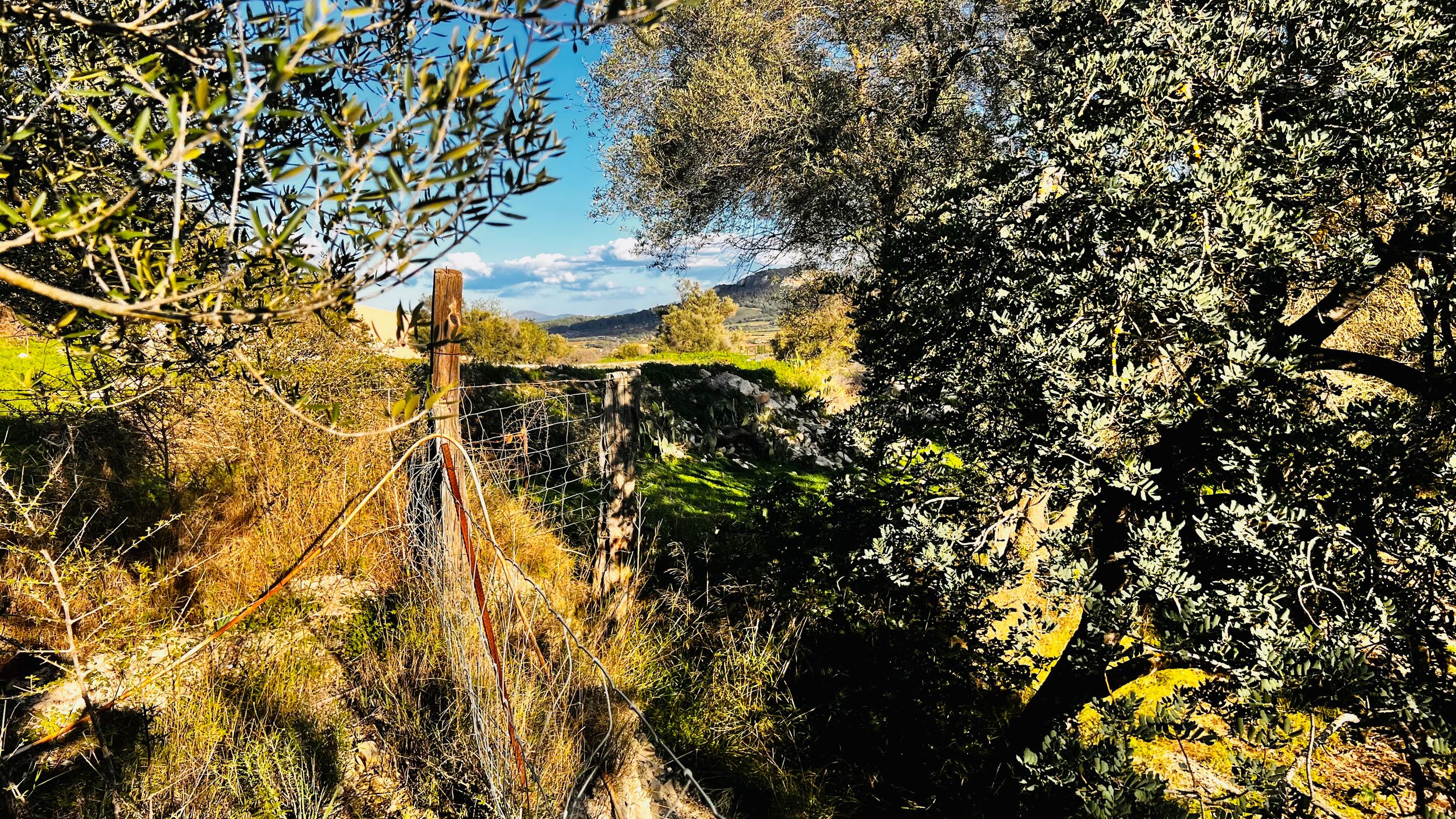 A panoramic view of autumn trees and golden foliage along a mountain trail on a sunny day.
