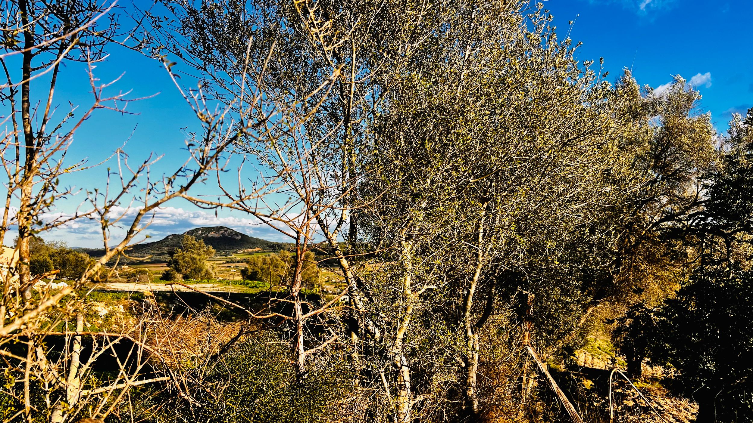 Panoramic mountain landscape with bare winter trees silhouetted against a bright blue sky in the foreground.