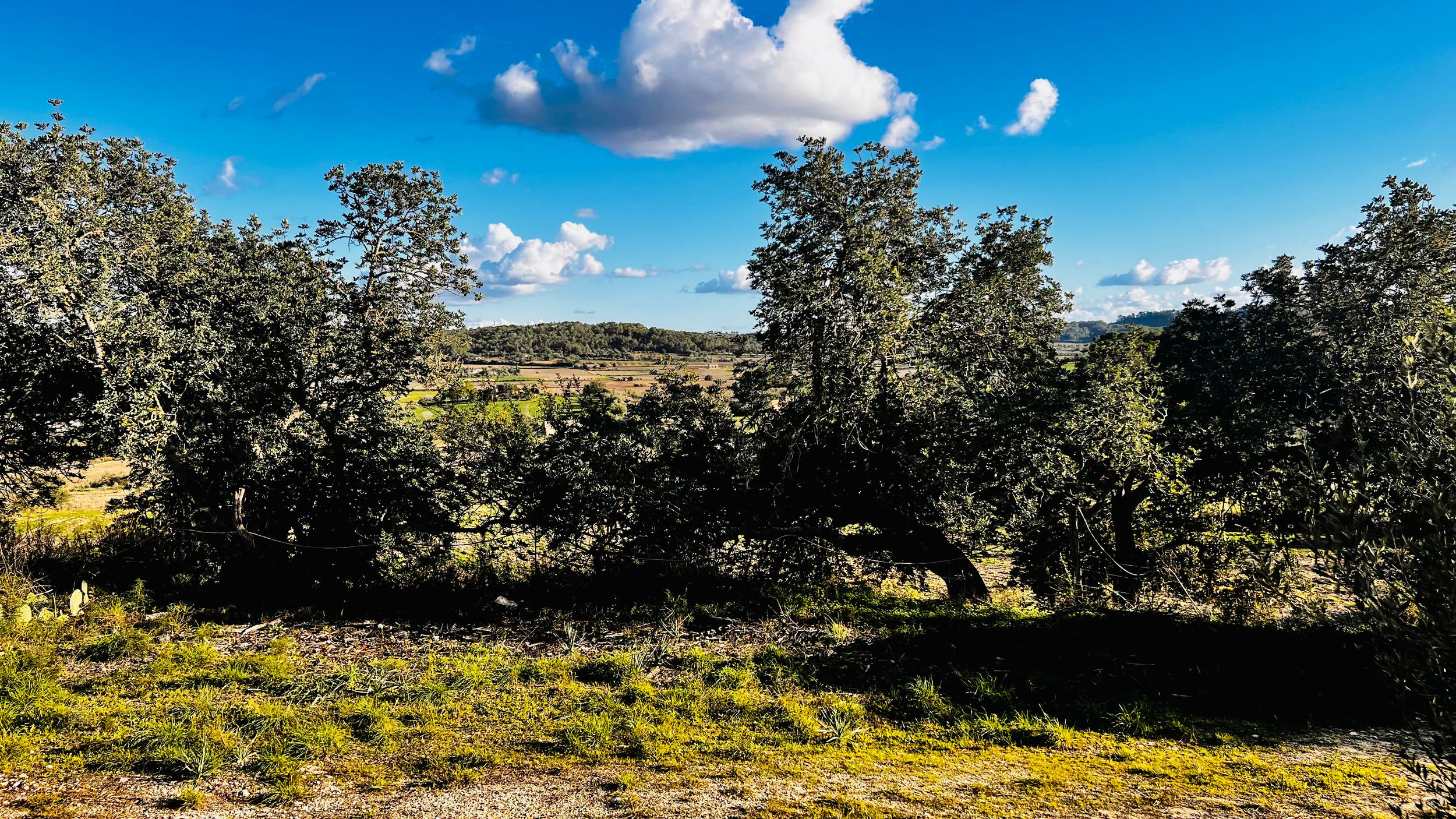 Panoramic view of rolling hills with scattered oak trees under a bright blue sky with puffy white clouds.