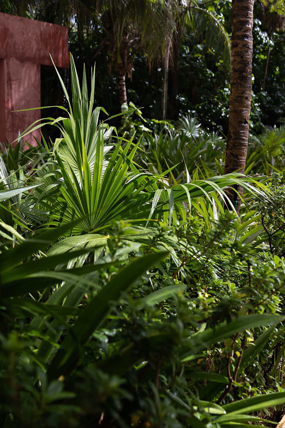 Tropical garden landscape with palm trees and lush green foliage against a pink wall in natural sunlight.
