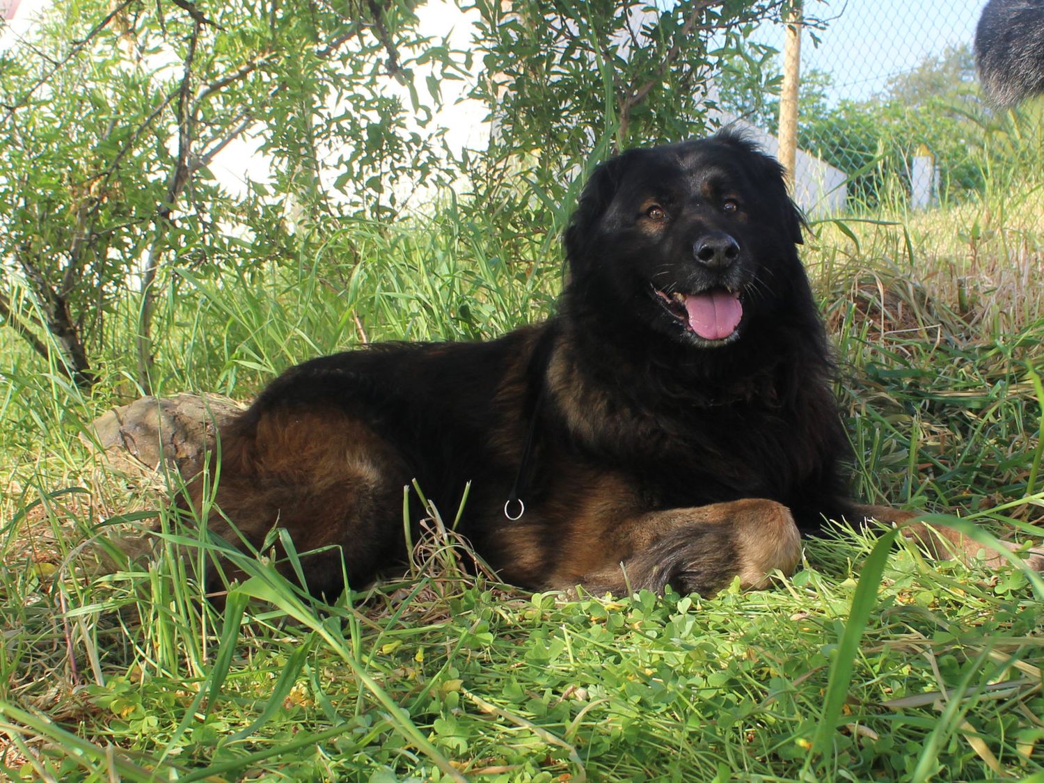 Large black and tan fluffy dog lying in green grass with tongue out outdoors.