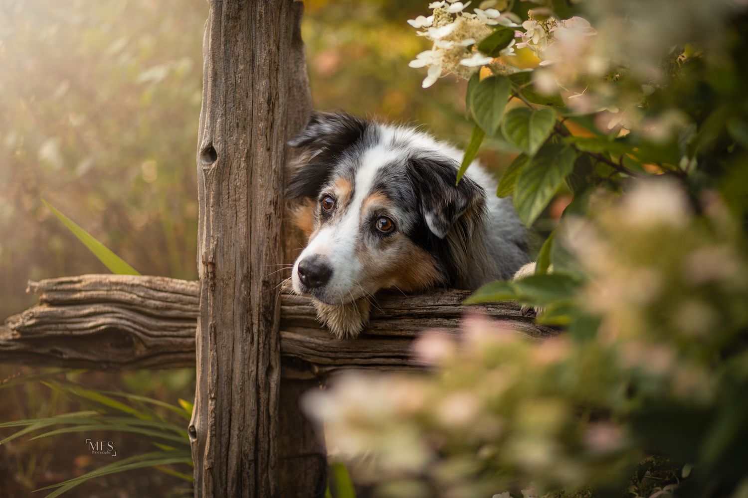 dog-portrait-photoshoot
senior-dog-photoshoot
rainbow-bridge-photoshoot