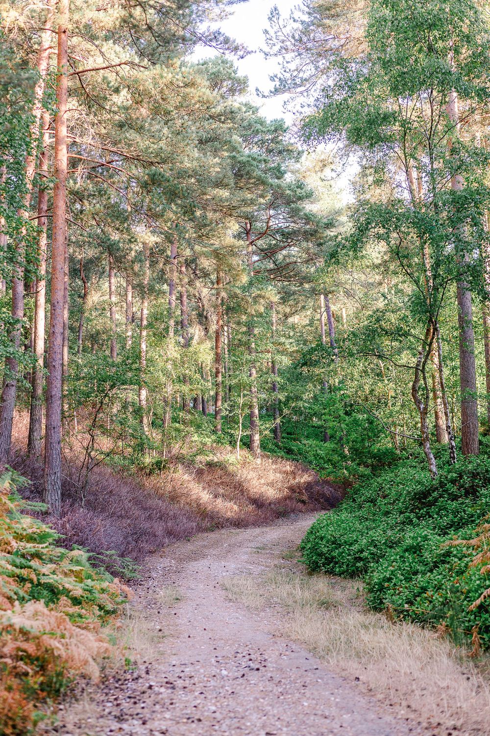A winding dirt path curves through a sunlit pine forest with green undergrowth and scattered rocks on the ground.