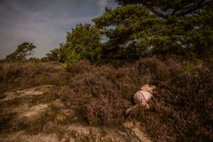 Natuurlijk zwangerschapsportret van een vrouw die ligt in de heide, omringd door zacht licht en rustige kleuren in Antwerpen.