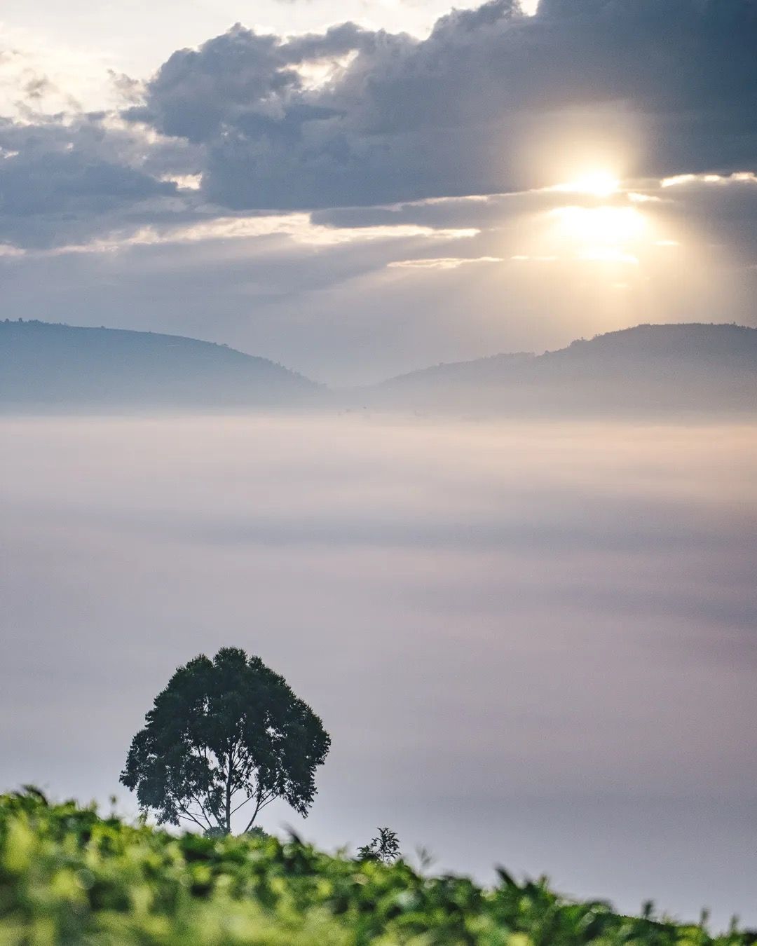Golden sunrise over misty hills and tea fields, capturing calm morning light, natural beauty and highland landscapes.