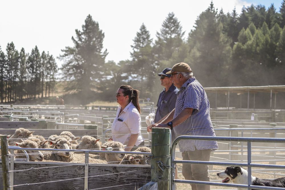 ashburton-gorge-lamb-sale-2025-loading-trucks-farmers-whisky-creek.jpg