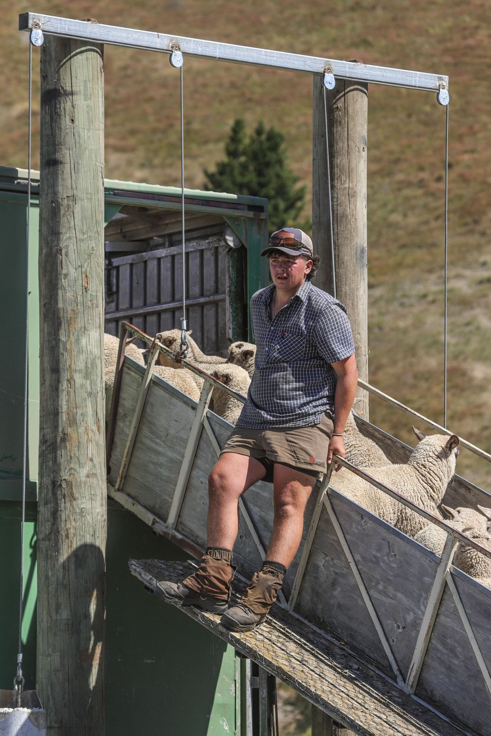 ashburton-gorge-lamb-sale-2025-loading-trucks-sheep-farmer-whisky-creek.jpg