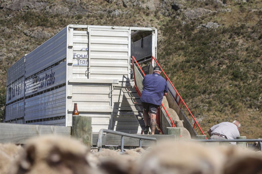 ashburton-gorge-lamb-sale-2025-loading-trucks-sheep-whisky-creek.jpg