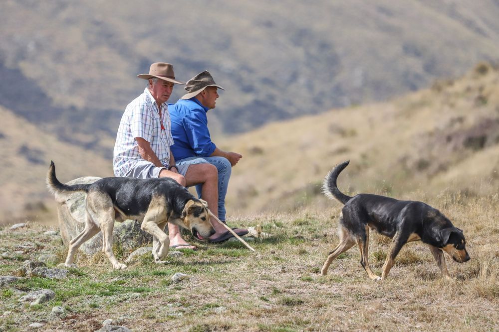 mayfield-collie-club-2025-dog-trial-working-dogs-whisky-creek.jpg
