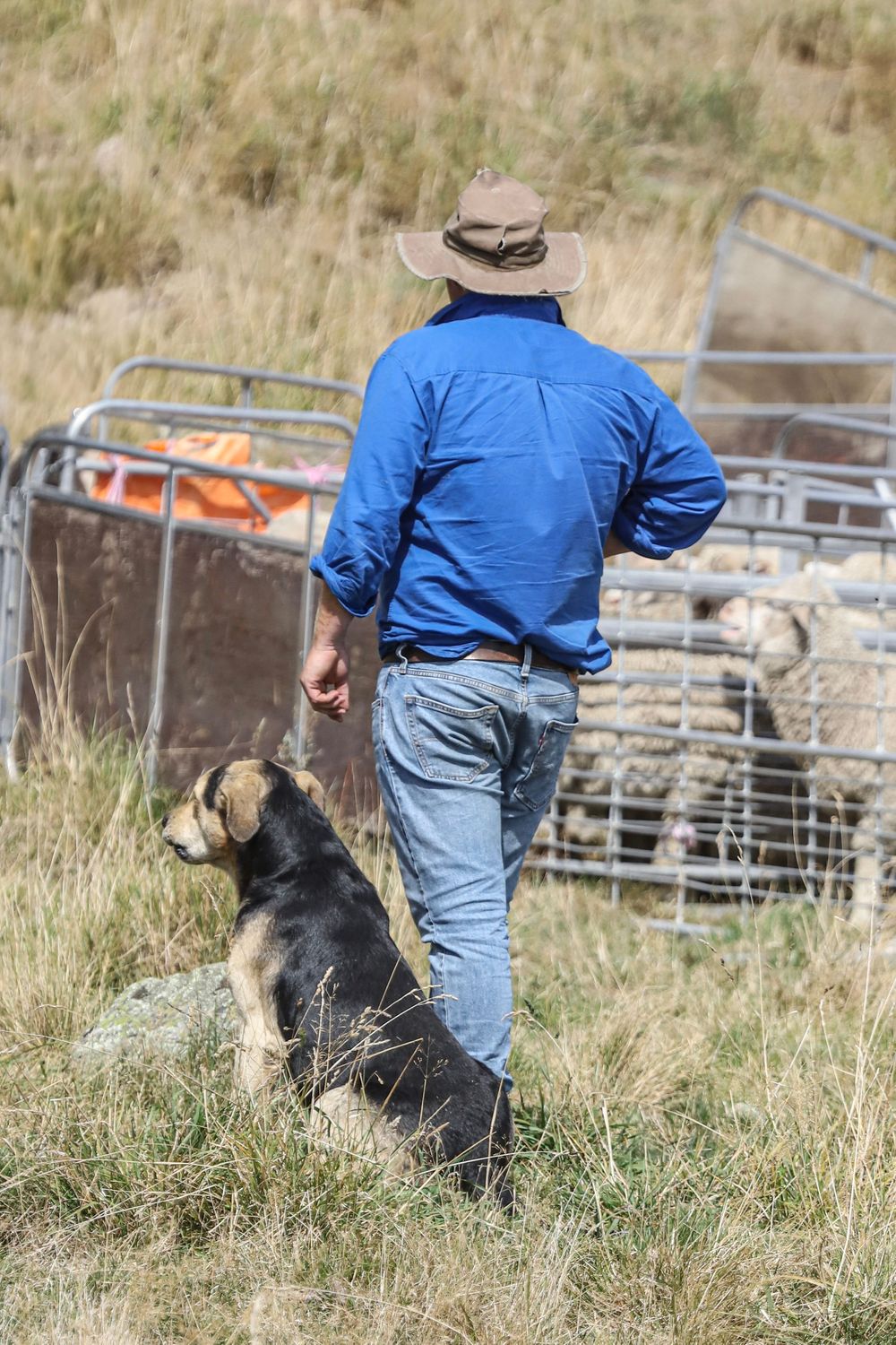 mayfield-collie-club-2025-dog-trial-working-dogs-whisky-creek.jpg