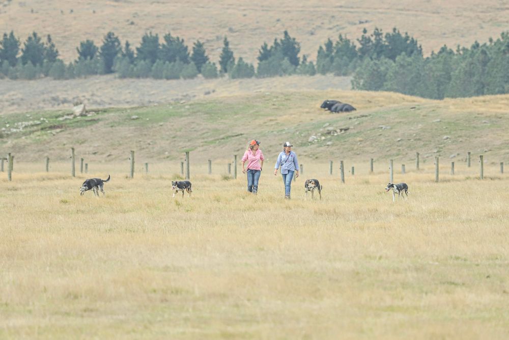 mayfield-collie-club-2025-dog-trial-working-dogs-whisky-creek.jpg