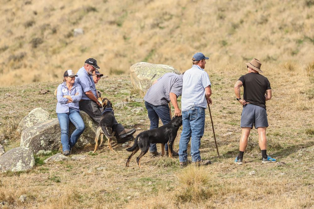 mayfield-collie-club-2025-dog-trial-working-dogswhisky-creek.jpg