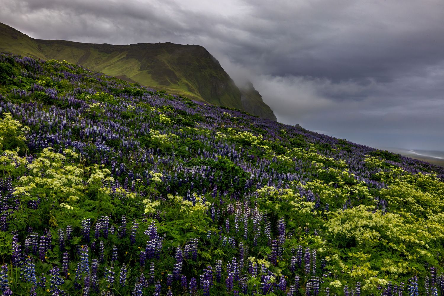 lupines make their way up the side of a mountain on a stormy day