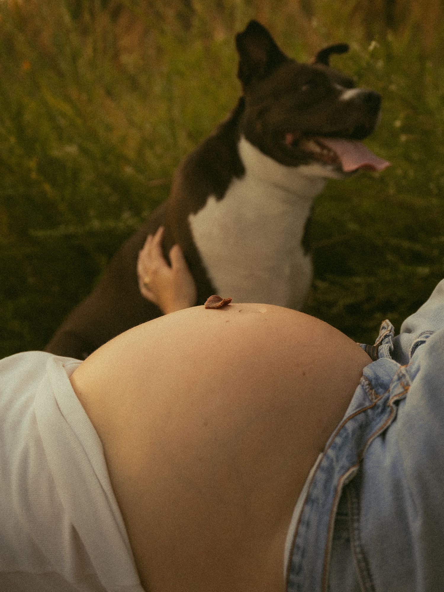 Pregnant woman's bare baby bump outdoors with a black and white pit bull dog sitting in green grass behind her.
