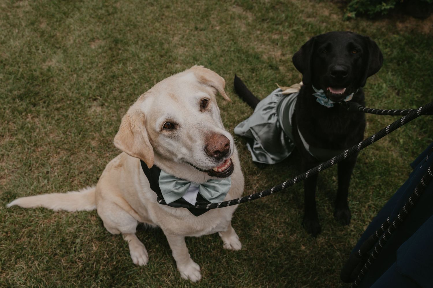 Two Labrador dogs, one black and one yellow, resting together on grass outdoors.
