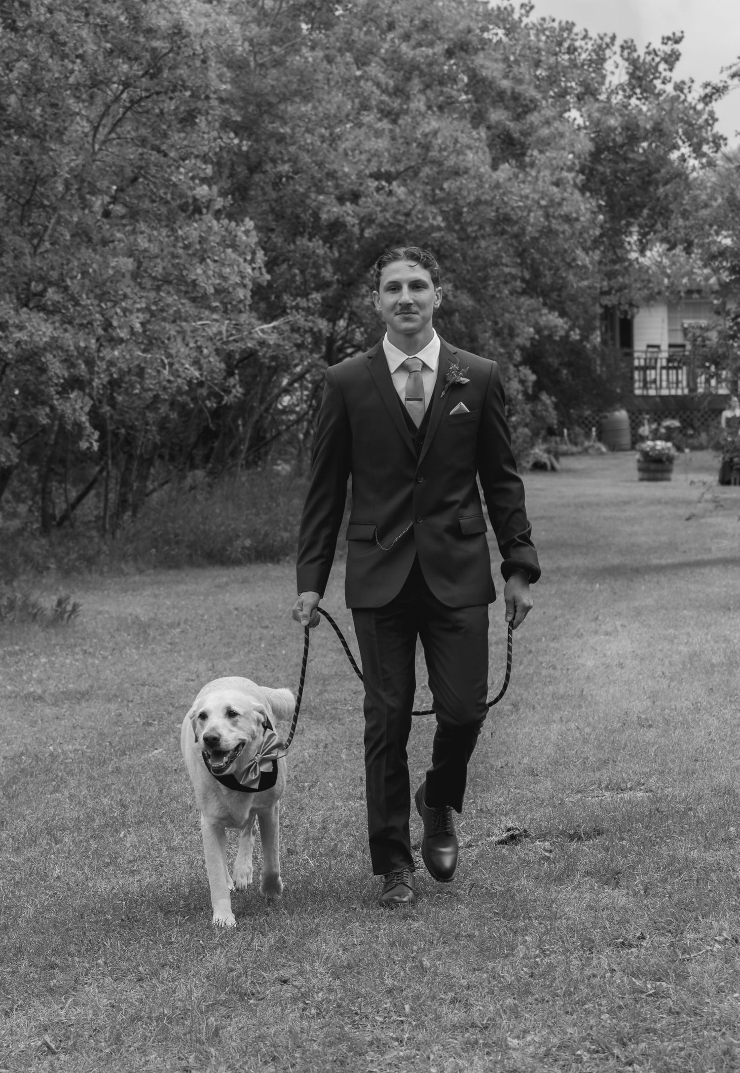 A black and white photo of someone in a suit walking a golden retriever dog on a grassy lawn.