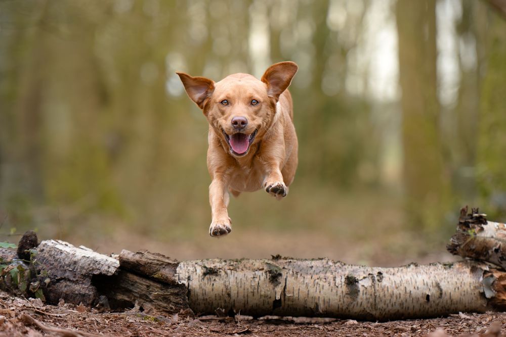 A happy golden dog leaps over a fallen birch log in a woodland forest trail. South Yorkshire, Rotherham, Doncaster, Sheffield, Barnsley