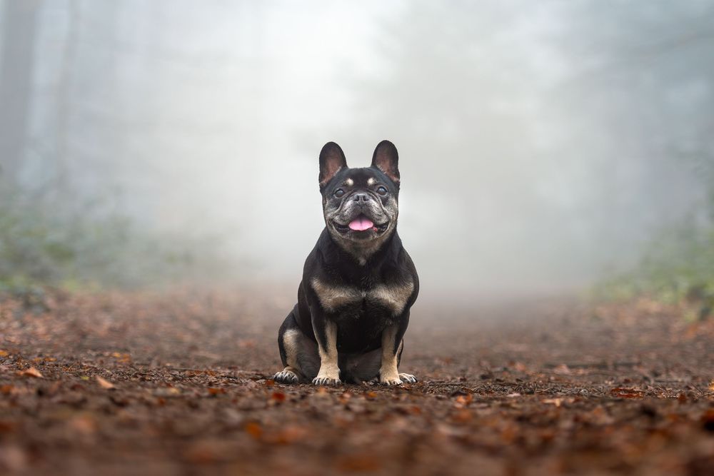 A black and tan French Bulldog sits on a forest path surrounded by autumn leaves and misty fog.