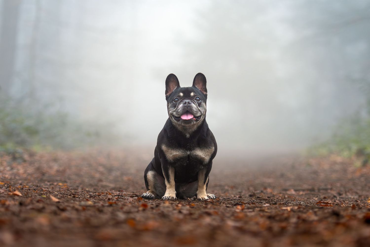 A black and tan French Bulldog sits on a forest path surrounded by autumn leaves and misty fog.