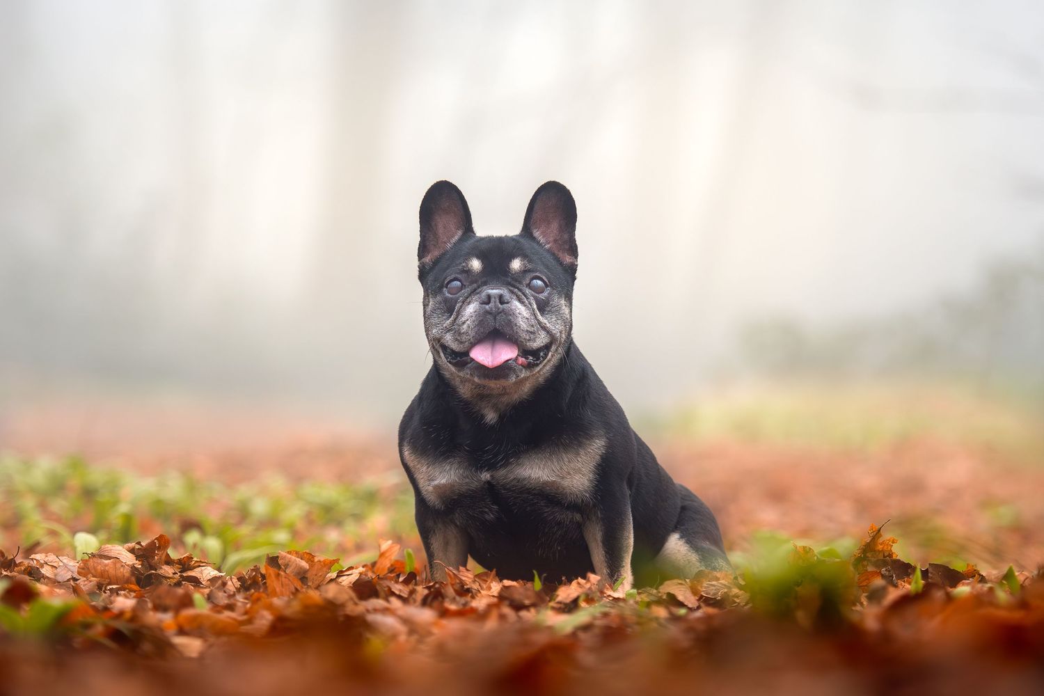 Black French Bulldog sitting in autumn leaves with tongue out, foggy forest background.